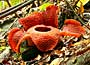 Rafflesia - Gunung Gading national park - Borneo