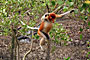 Kahau nosatý - Proboscis monkey - Bako N.P.