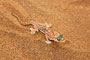 Namibie - Namib Dune Gecko