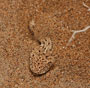 Namibie - Sidewinder Snake