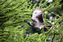 Toko Šedý (Grey Hornbill) -Tanzánie