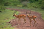 Impala (Impala) -Tanzánie