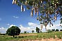 Kigélie zpeřená, "salámový strom" (Sausage Tree) -Tanzánie