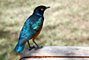 Leskoptev nádherná (Superb starling) - Tanzánie