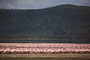 Plameňák malý (Lesser Flamingo) - Lake Nakuru National Park- Keňa