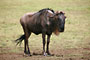 Pakůň Žíhaný (Wildebeest) -Tanzánie