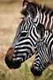 Zebra Stepní (Burchells Zebra) -Tanzánie