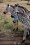 Zebra Stepní (Burchells Zebra) -Tanzánie