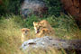 Lev (Lion) - Ngorongoro -Tanzánie