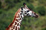 Žirafa (Giraffe) -Tanzánie