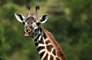 Žirafa (Giraffe) -Tanzánie