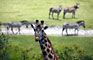 Žirafa (Giraffe) - Arusha National Park-Tanzánie