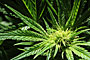Konopí seté (Cannabis sativa L.)