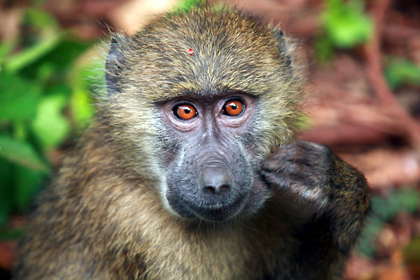 Pavi�n Babuin (Baboon) - Arusha National Park - Tanz�nie