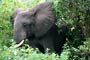 Slon Africký (African Elephant) - Lake Manyara National Park - Tanzánie
