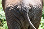 Slon Africký (African Elephant) - Lake Manyara National Park - Tanzánie